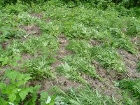 В сопках в Анивском районе обнаружены около 500 кустов конопли, Фото: 6