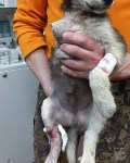 Найдённому в Южно-Сахалинске покалеченному щенку ампутировали лапу, Фото: 2