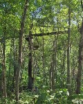 Сахалинец нашёл в глухом лесу огромный строительный кран, Фото: 3