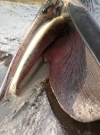 Мертвого кита вытащили на берег в Макаровском районе, Фото: 5