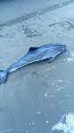 Очередное мертвое животное обнаружили сахалинцы на берегу Охотского моря, Фото: 3