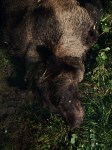 Медведя, задравшего нескольких собак в Поронайском районе, отстрелили, Фото: 4