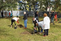 Молодые саженцы деревьев украсили территорию культурно-досугового центра в Корсакове, Фото: 4