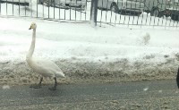 Лебедь гуляет по дорогам Южно-Сахалинска, Фото: 1