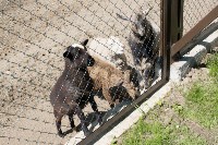 Посетителям Сахалинского зоопарка показали зверят, родившихся в 2017 году, Фото: 5