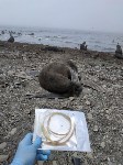 Тюлень с практически отрезанной головой пришёл за помощью к сахалинцам, Фото: 12