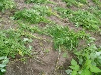 В сопках в Анивском районе обнаружены около 500 кустов конопли, Фото: 4