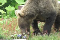 Медведь ел сгущёнку на полигоне в Северо-Курильске, Фото: 9
