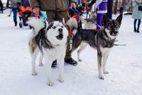 Соревнования по ездовому спорту прошли в Южно-Сахалинске, Фото: 13