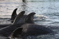 У косаток в «китовой тюрьме» эксперты заметили странные кожные изменения, Фото: 6