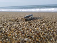 Нерестящаяся мойва выбрасывается на берег в Охотском , Фото: 2