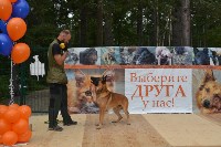 В рамках выставки беспородных собак в Южно-Сахалинске 8 питомцев обрели хозяев, Фото: 28