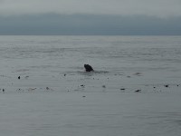 Морского льва спасли сотрудники фонда «Зеленый Сахалин», Фото: 1