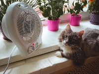 На конкурс astv.ru прислали больше ста фото теплолюбивых сахалинских котиков, и они потрясающие, Фото: 34