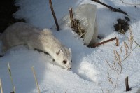 Горностаи готовятся к зиме в Северо-Курильске, Фото: 2