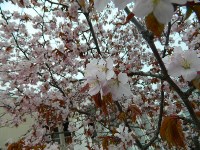 Цветение сакуры, Фото: 6