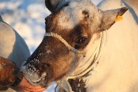 Якутские олени обживаются на севере Сахалина: фоторепортаж из Ногликского района, Фото: 15