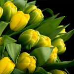 Совхоз "Тепличный" вырастил необычные тюльпаны к 8 марта, Фото: 6