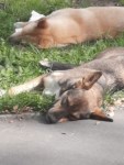 Южносахалинка: "Коммунальщики обрекли собак на холодную смерть", Фото: 1