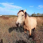 Лошади из ярких фотосессий сахалинцев умирают от голода на частной ферме , Фото: 3