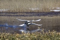 Рекордное количество лебедей зарегистрировали на Южных Курилах, Фото: 8