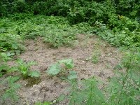В сопках в Анивском районе обнаружены около 500 кустов конопли, Фото: 16