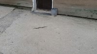 Еще одна ядовитая змея испугала горожан в центре Южно-Сахалинска , Фото: 2