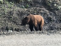 Медведь вышел к людям в районе Арсентьевки, Фото: 7