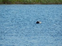 Спасение тюленя в озере за Стародубским, Фото: 1