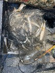 Рыбоохрана на Сахалине вытащила из водоёмов сети длиной более 1 км, набитые корюшкой, Фото: 6