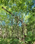 Сахалинец нашёл в глухом лесу огромный строительный кран, Фото: 5