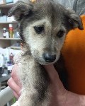Найдённому в Южно-Сахалинске покалеченному щенку ампутировали лапу, Фото: 3
