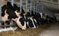 Переход молочного скота в зимние стойла завершился на Сахалине, Фото: 12