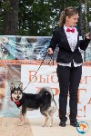 В рамках выставки беспородных собак в Южно-Сахалинске 8 питомцев обрели хозяев, Фото: 271
