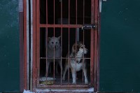 Подробности пожара в сахалинском приюте "Пёс и кот", Фото: 3