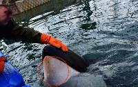 Эксперты: у белух и косаток в "китовой тюрьме" быстро развиваются кожные заболевания, Фото: 9