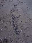 В Анивском районе снова обнаружили пятна мазута, Фото: 5