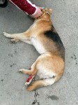 Автолюбитель средь бела дня насмерть сбил собаку в Холмске, Фото: 3