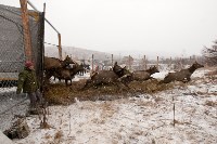 Около сотни благородных оленей доставили на Сахалин, Фото: 25