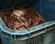 На Сахалине задержана группа браконьеров,  добывающих крабов, Фото: 2