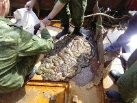 Больше 20 кг трепанга выловил за лето сахалинские браконьеры, Фото: 1