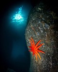 Подводный мир Монерона, Фото: 2