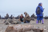 Тюлень с практически отрезанной головой пришёл за помощью к сахалинцам, Фото: 9