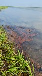 Крупный нефтяной разлив обнаружили на севере Сахалина, Фото: 6