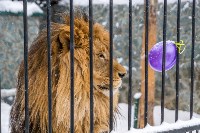 День рождения льва Лорда, Фото: 19