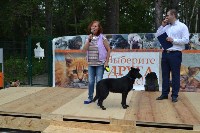 В рамках выставки беспородных собак в Южно-Сахалинске 8 питомцев обрели хозяев, Фото: 176