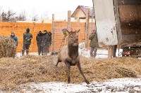 Около сотни благородных оленей доставили на Сахалин, Фото: 30