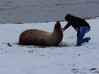 Морского льва спасли сотрудники фонда «Зеленый Сахалин», Фото: 4