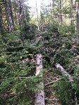 Директор сахалинского предприятия попал под уголовную статью за срубленные деревья, Фото: 4