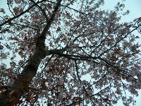 Цветение сакуры, Фото: 1